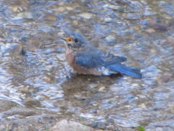 A young bluebird bathing in our stream