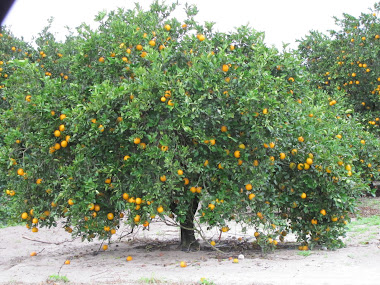 A Bountiful Orange Tree - Florida