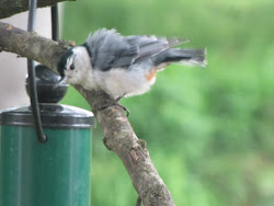 A frazzled nuthatch, waiting his turn at the feeder!