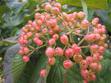 Berries of Linden Viburnum