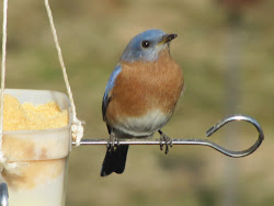 Bluebird perched on skewer