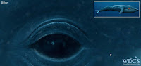 Clique para ver a Baleia Azul