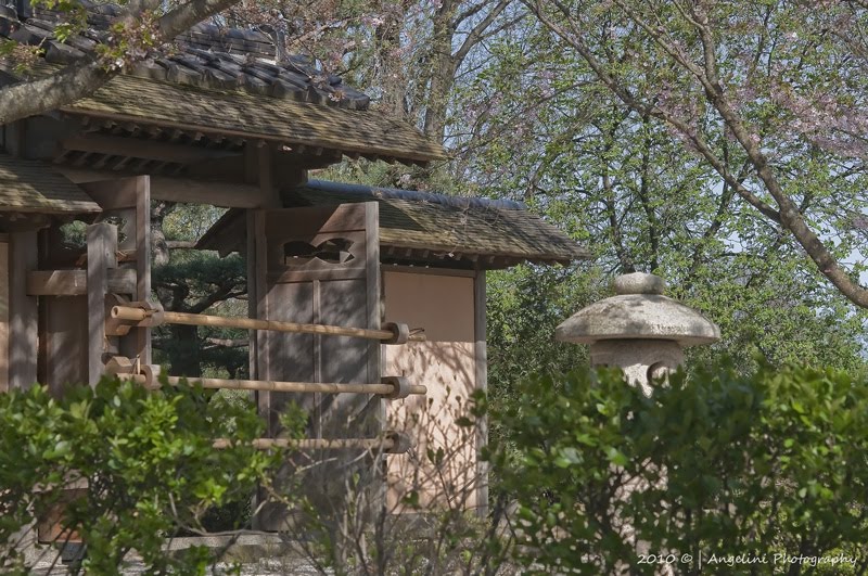 Mary Angelini Photography: Chicago Botanic Gardens (Sat, 4/17/10)