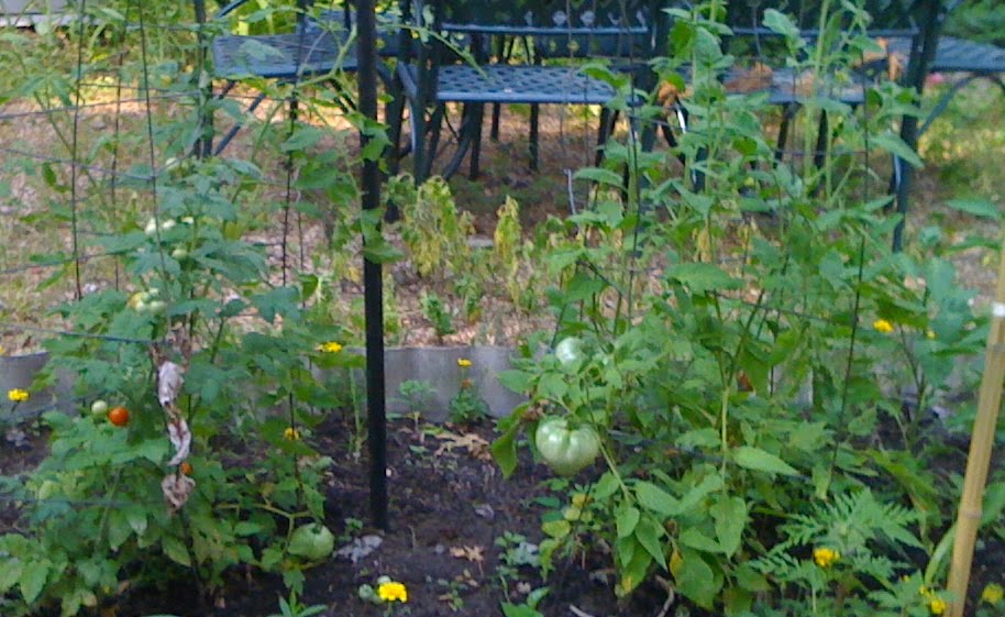 Eating Locally In St Louis Should I Plant Tomatoes This Summer 