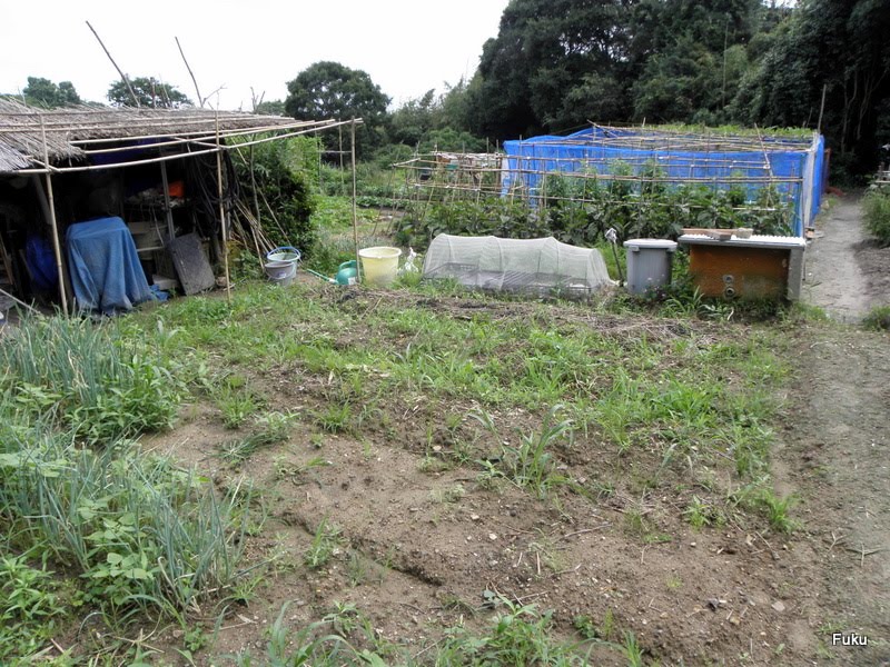 ６０過ぎの日々 家庭菜園畑の作業記録 家庭菜園畑 太陽熱利用の土壌消毒 初めての試み