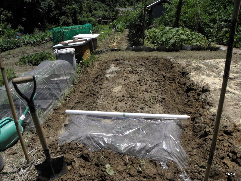 ６０過ぎの日々 家庭菜園畑の作業記録 家庭菜園畑 太陽熱利用の土壌消毒 初めての試み