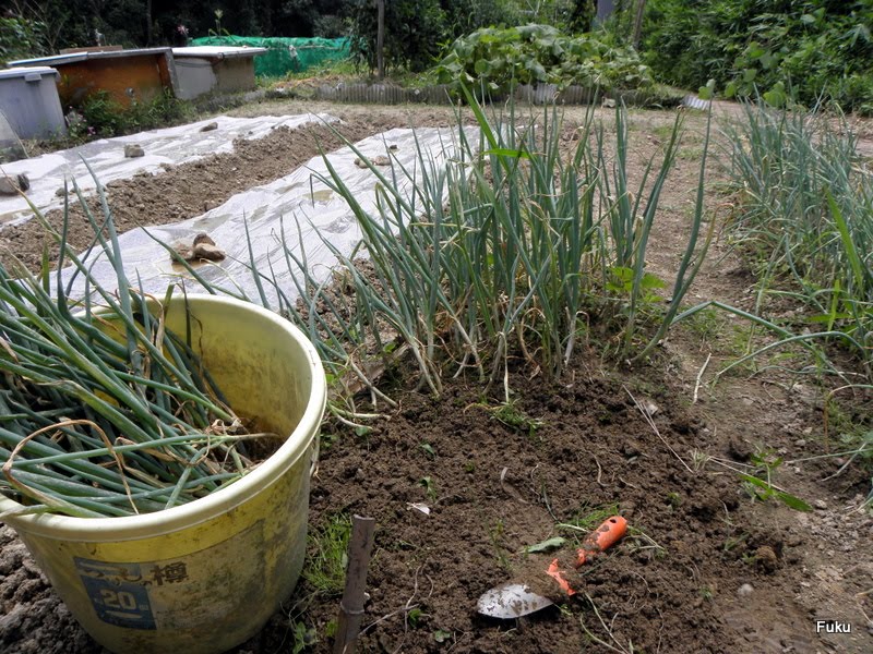 60過ぎの日々: 家庭菜園畑：7月8日の作業→ホワイトスターネギと下仁田ネギの本植え
