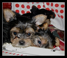 YORKIES FOR SALE