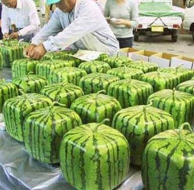 http://4.bp.blogspot.com/_uM9PrU7_5OY/SDXJ1At08-I/AAAAAAAACw0/-ErzbFB8414/s400/square-watermelons.JPG