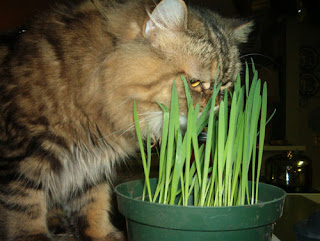 catworld: Persian Cat Food