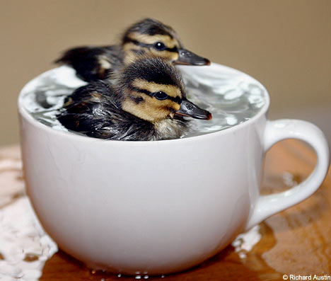 [Ducklings+in+a+tea+cup.jpg]