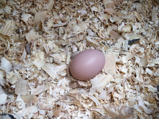 [Egg!.jpg]