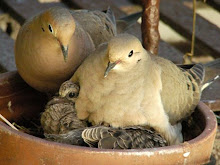 For several years mourning doves have nested on a fire escape in New York City.  They're back.
