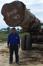 Giant Log
