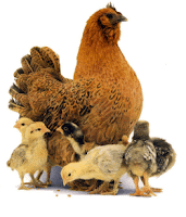 Resultado de imagem para ninhada pintos galinha india