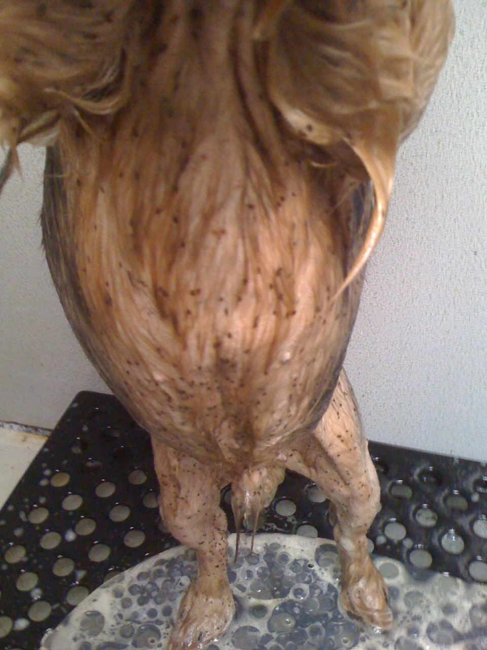 A Day In The Life Of A Dog Groomer When Did Dirt Grow Legs?