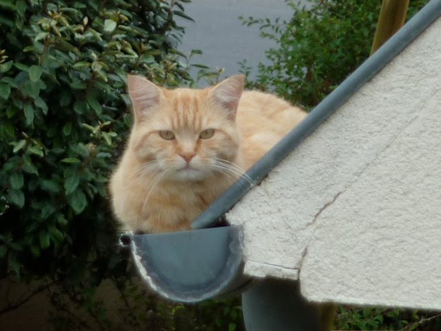 C'est Quoi Un Chat De Gouttière