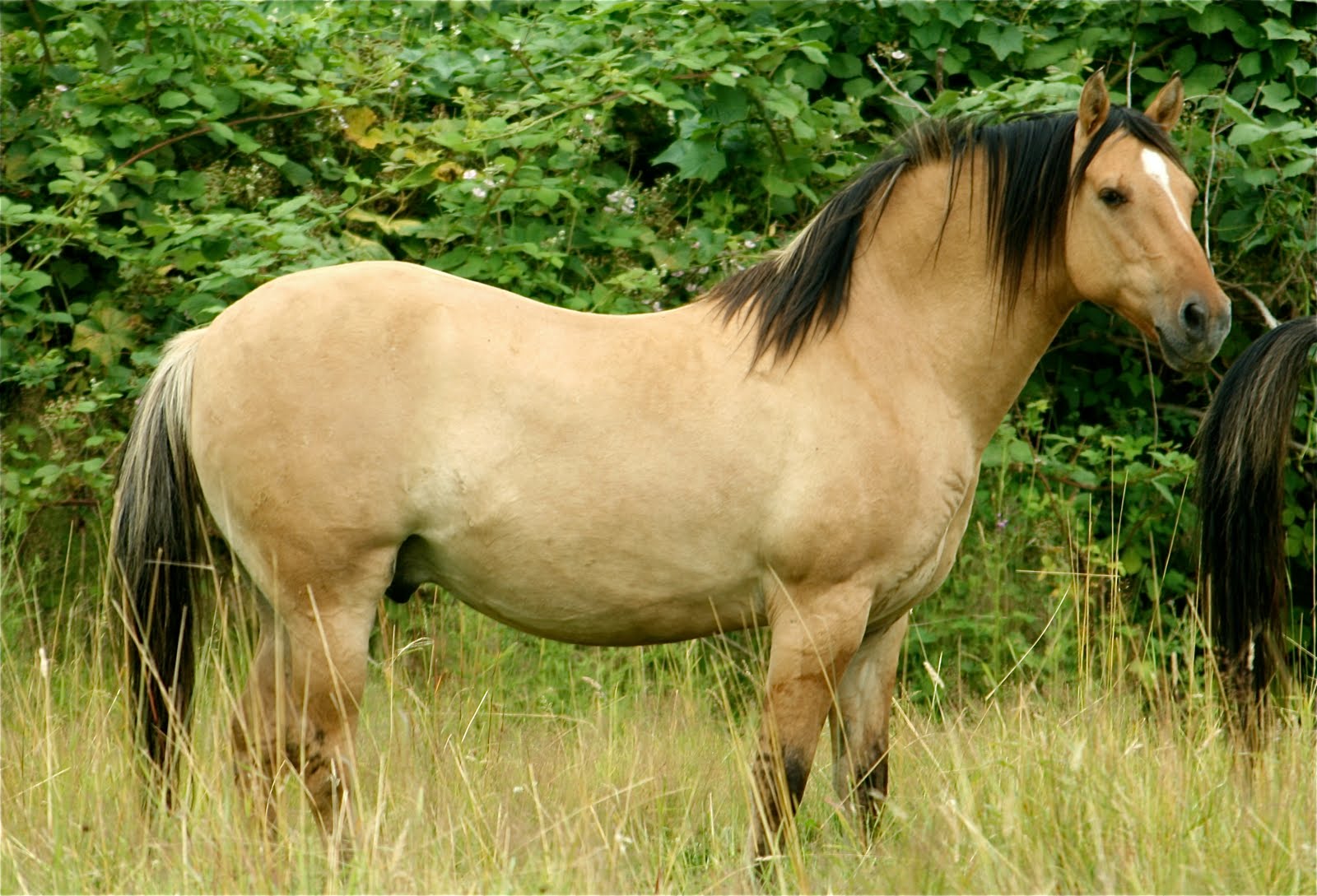 Mustangs Sale Our Kiger Mustangs