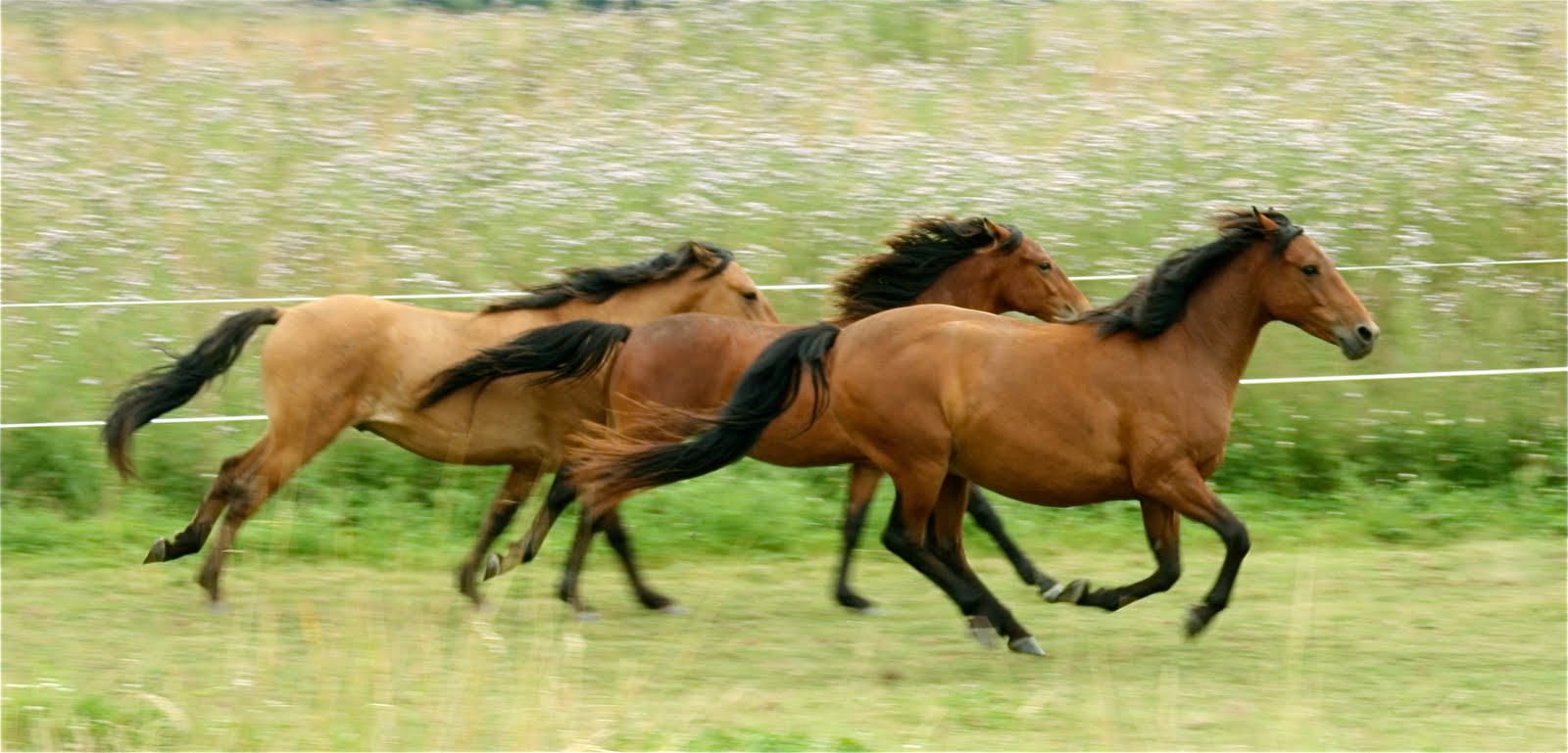 Mustangs Sale Our Kiger Mustangs