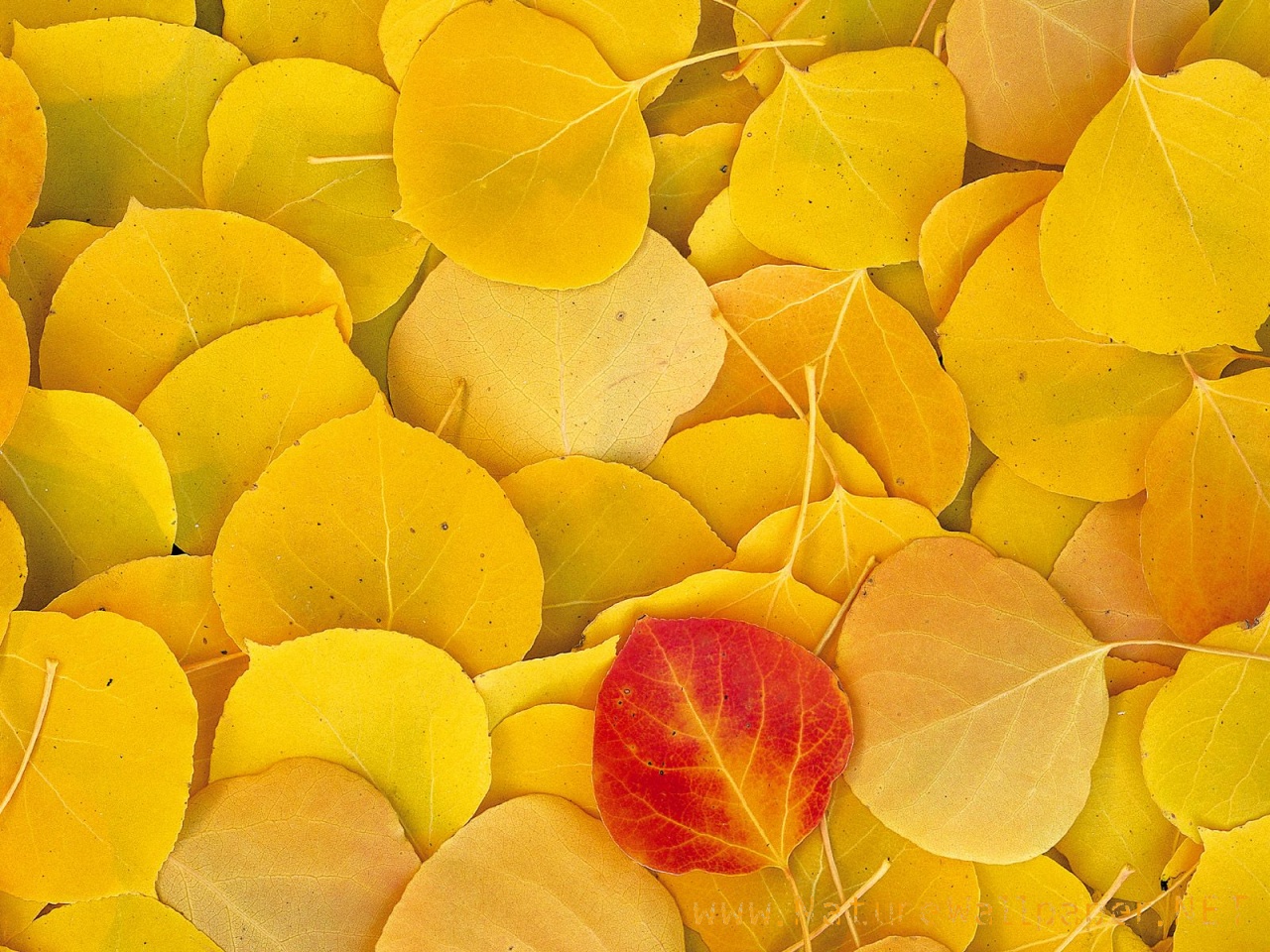 Aspen leaves california nature wallpaper | Urban Art Wallpaper