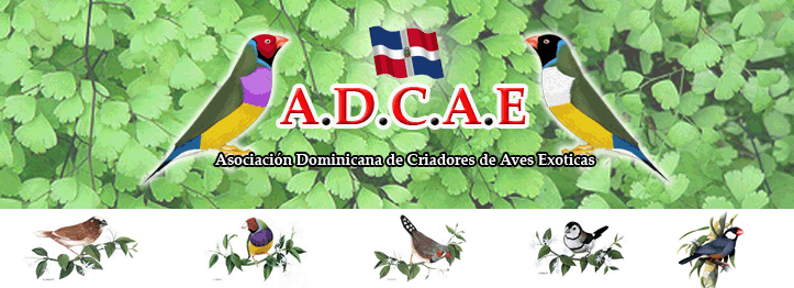 Aves-adcae