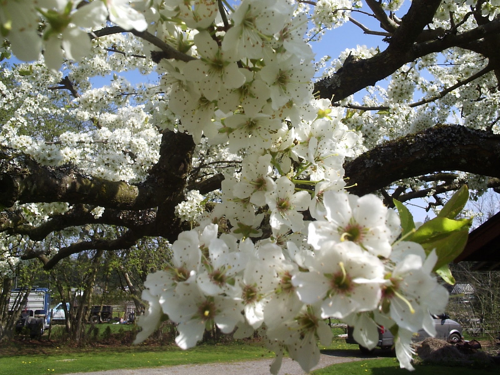 Yurt 2010 Cherry and Apple Blossoms