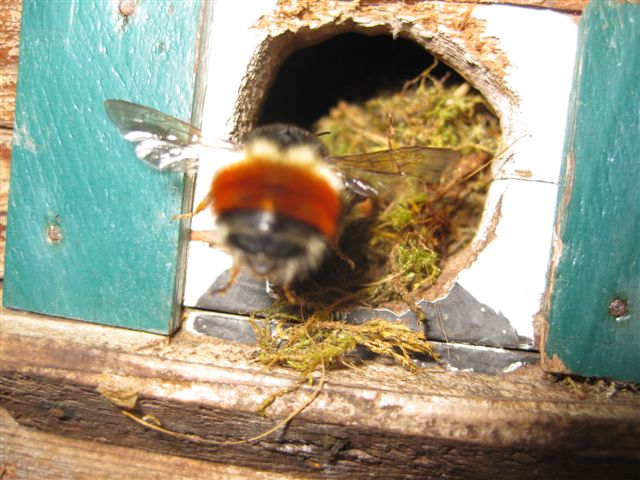 File:Bumblebee (Bombus Hypnorum) Nest In Birdbox Infested, 47% OFF