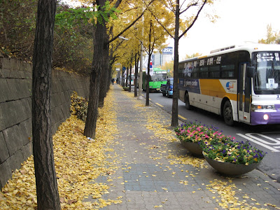 Seoul sidewalk covered in ginko leaves, 11-15-08