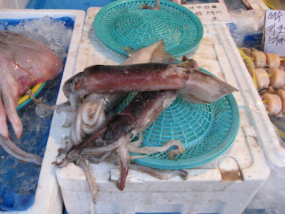 raw squid for sale