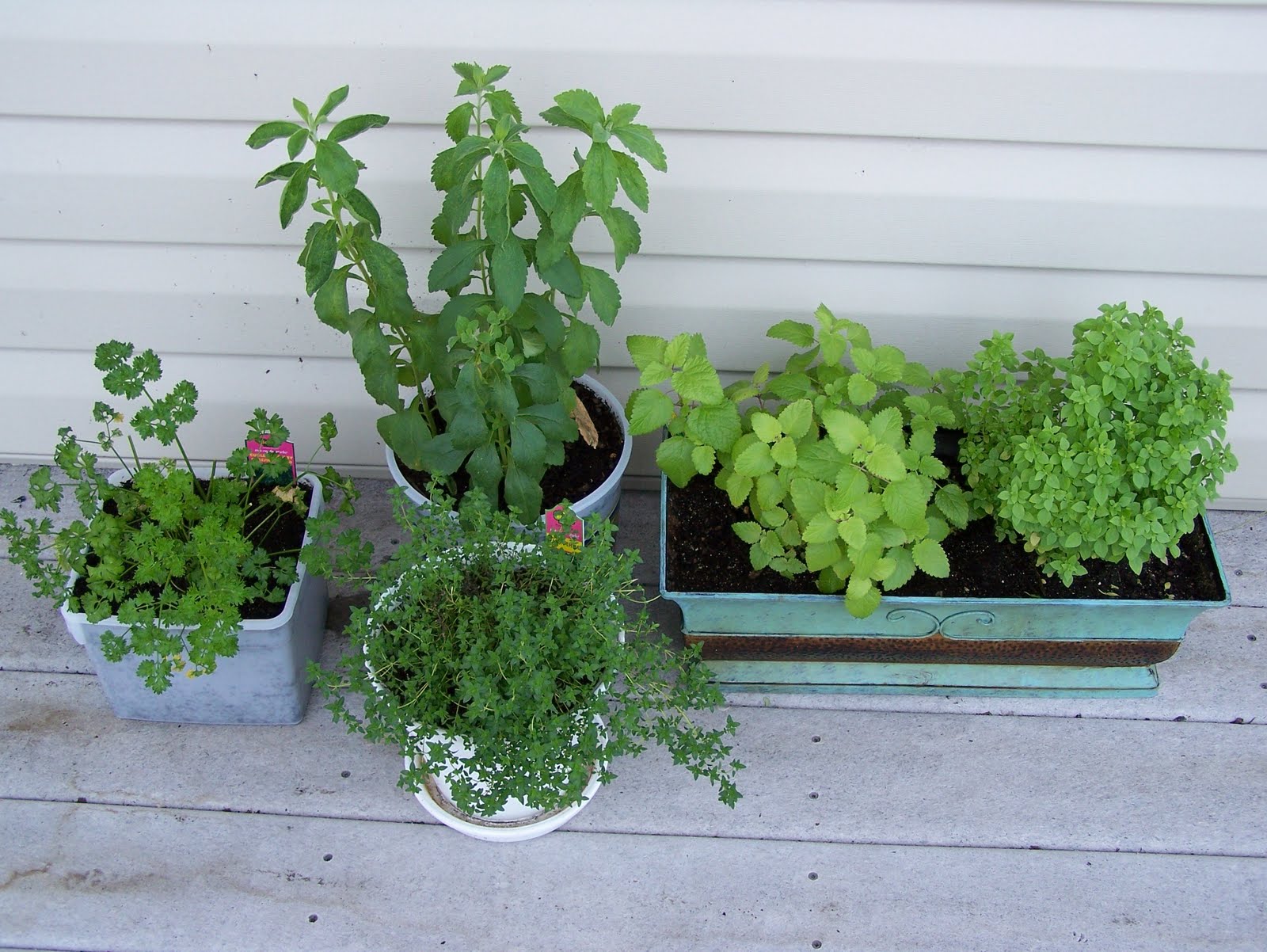 Summer Container Gardening in SW Florida