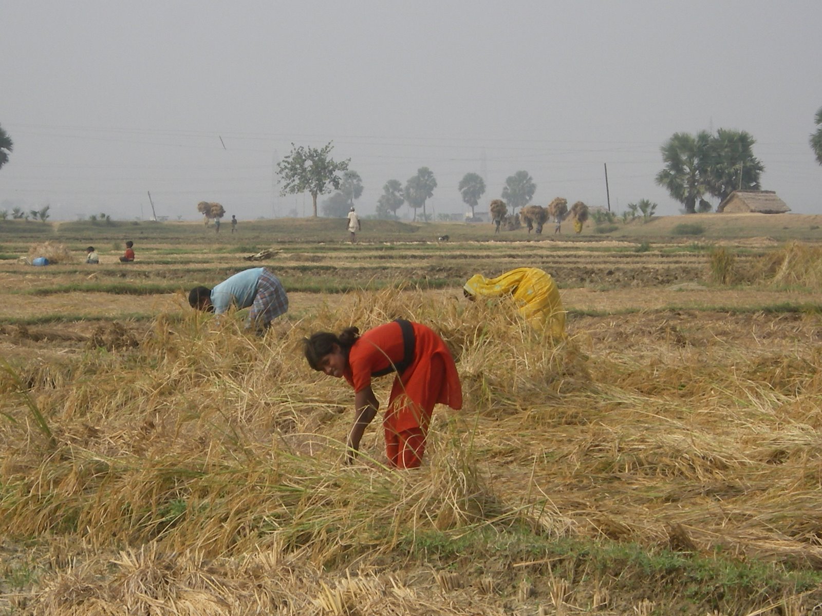 [Trabajando+en+la+cosecha+1.JPG]
