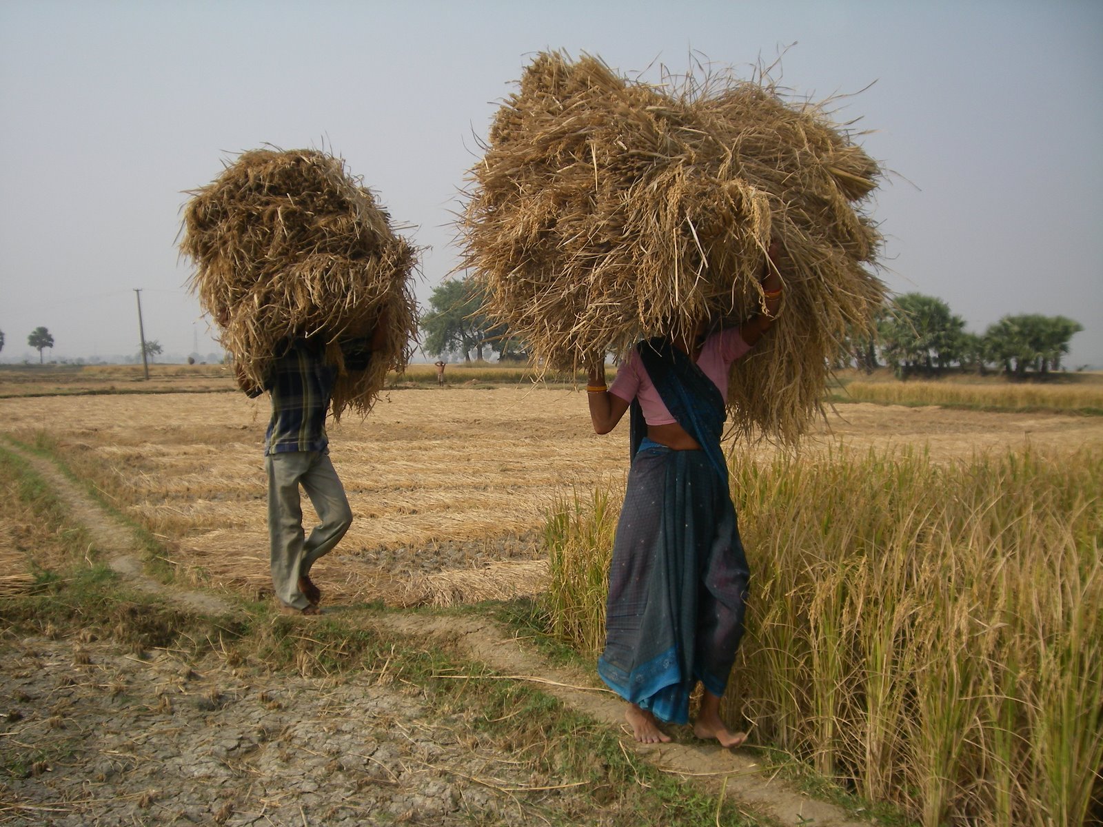 [Trabajando+en+la+cosecha+2.JPG]