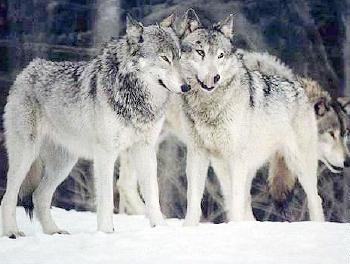 [20060206_wolves.jpg]