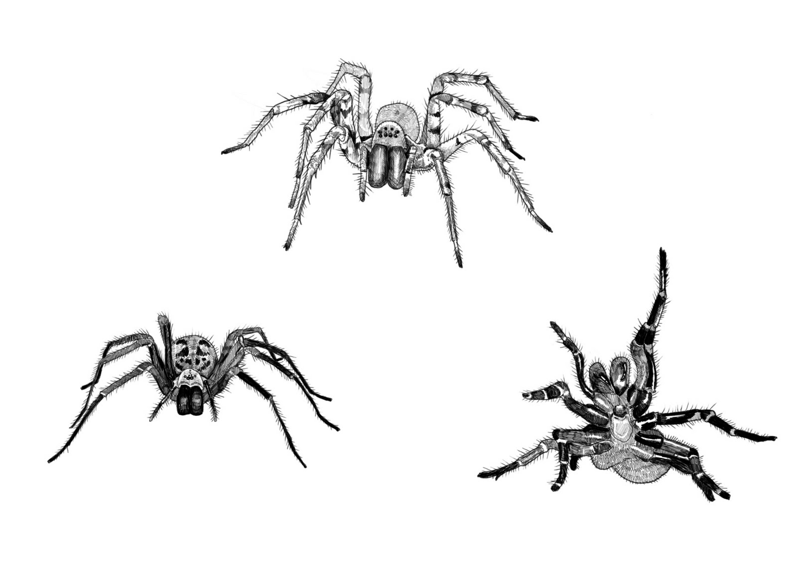 Will draw For Food: Mexican Bird Eating Spiders - Latest Mag