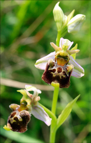 [2008_late_spider_orchid_9096.jpg]