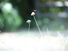 Two for tea in my yard