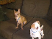 Cinco & Squirt have been adopted!