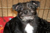 Blackie adopted Jan. 2011