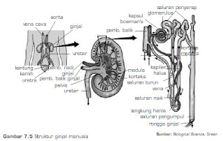 Sistem Ekskresi Ginjal dan Struktur Ginjal Biology Is Sistem Ekskresi Ginjal dan Struktur Ginjal Biology Is