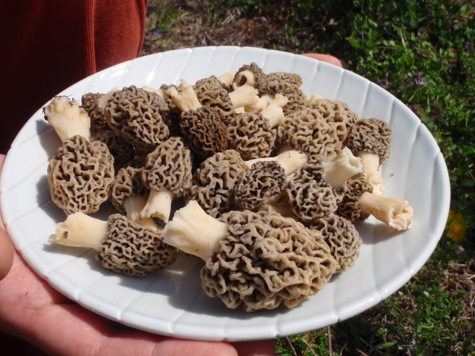 Horticulture in Arkansas Morel Mushrooms In Fayetteville, Arkansas!