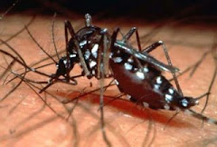 Sin mosquito no se transmite el Dengue