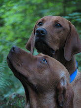 Adult Siblings of Red Pups