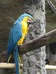 An upclose encounter with a Macaw at the Zoo in Banos