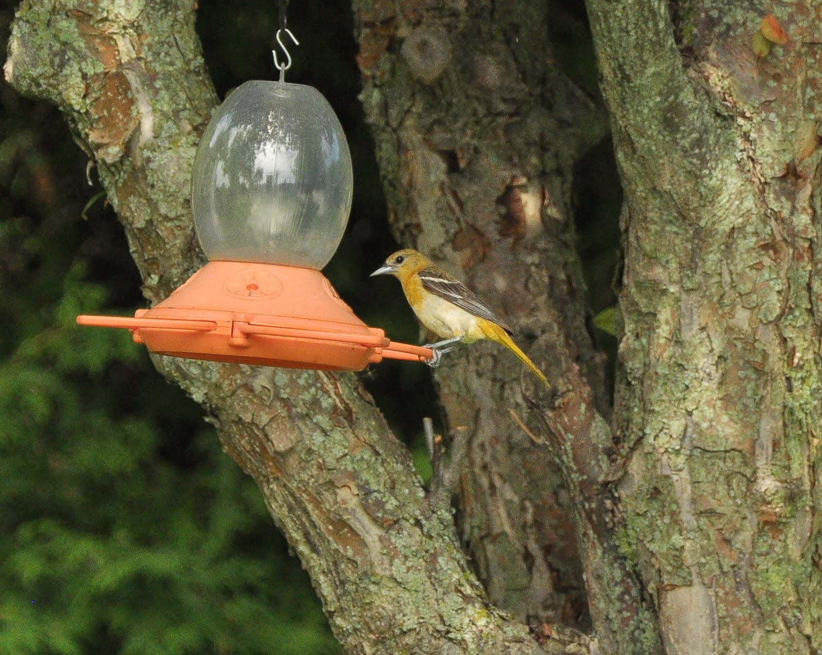 female oriole pictures