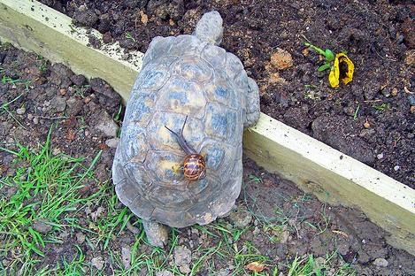 sobresalir Optimismo espía Tortuga terrestre argentina: Recinto / refugio para las tortugas