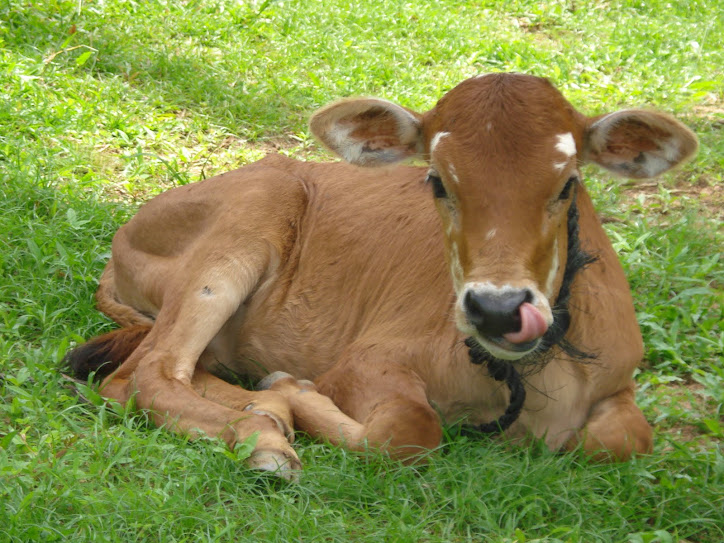 female calf/jersy