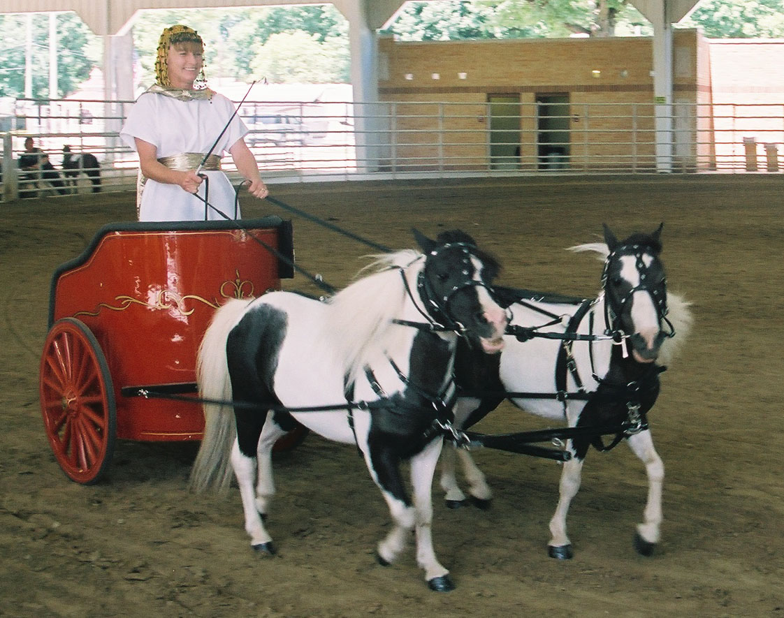Toad Hill Miniature Horses Top 5 Chariots for Miniature Horses