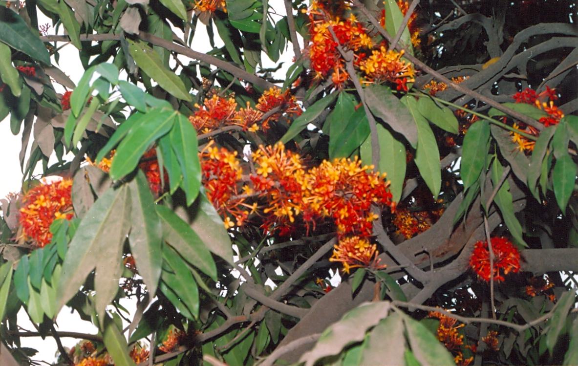 Siestaserene The Ashoka Tree