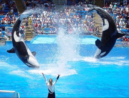 [orcas.jpg]