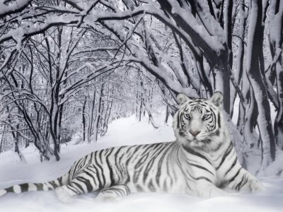 [tigre-blanco-en-la-nieve.jpg]